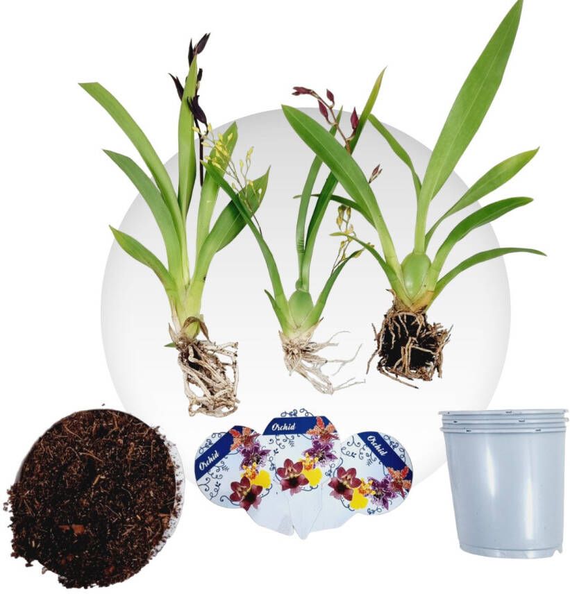 DUTCH BULBS EXCLUSIVE PLANTS FROM HOLLAND Dutch Bulbs Orchidee Plant Kamerplant 3 Stuks Mini