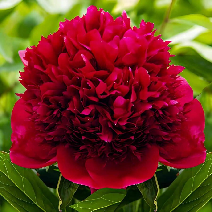 DUTCH BULBS EXCLUSIVE PLANTS FROM HOLLAND Dutch Bulbs Pioenroos Tuinplant 1 Stuk Red Charm