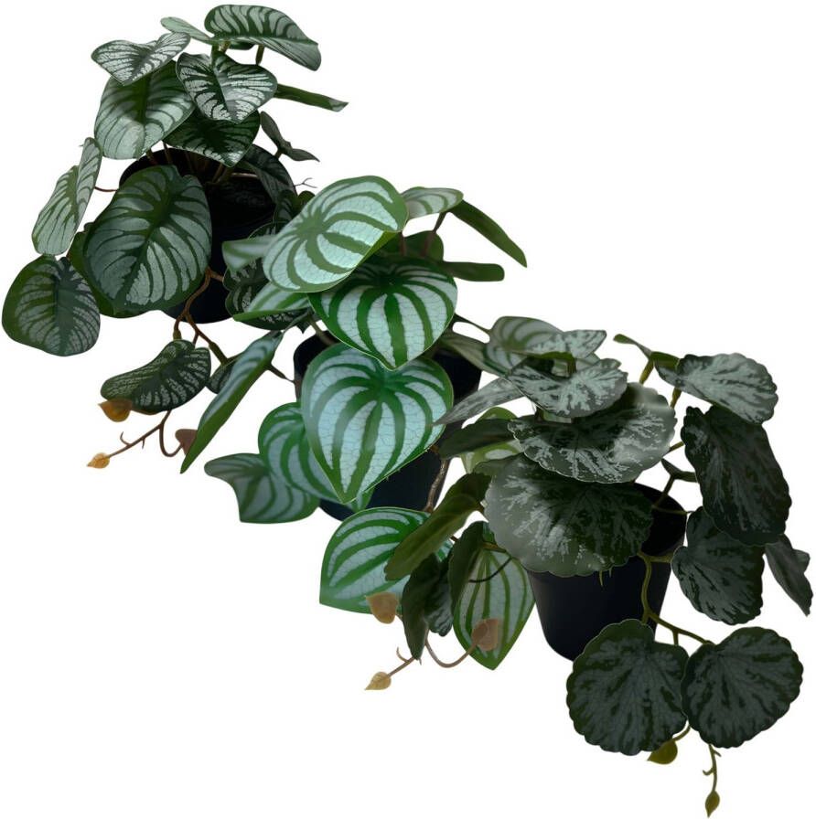 HEM Kunstplanten Set Peperomia Saxifaga Alogasia 3x Kunstplant 17 Cm Hoog