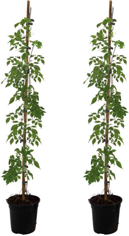 Plant In A Box Campsis 'Mme Galen' XL Set van 2 Tuinplant Klimplant 17 cm Hoogte 110-120 cm