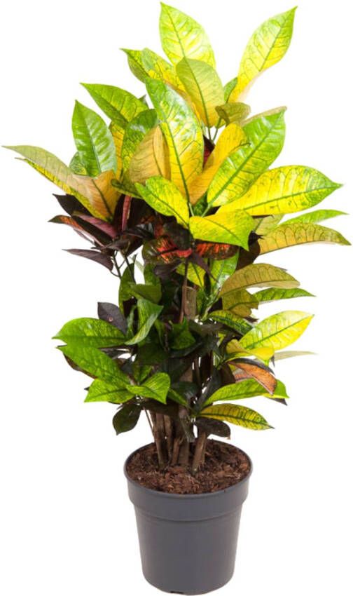 Plant In A Box Codiaeum variegatum 'Mrs. Iceton' Unieke Croton wonderstruik kamerplant Veranderd langzaam van kleur Pot 19cm Hoogte 60-70cm