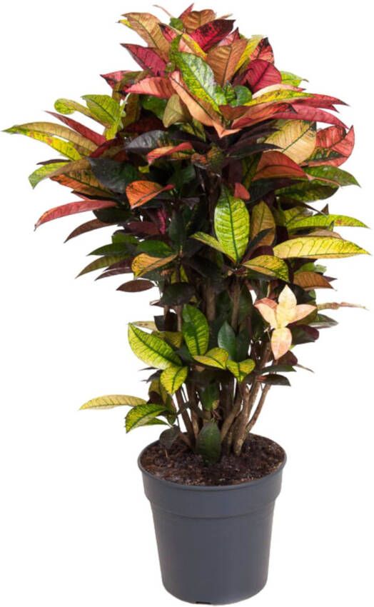 Plant In A Box Codiaeum variegatum 'Mrs. Iceton' Unieke Croton wonderstruik kamerplant Veranderd langzaam van kleur Pot 27cm Hoogte 110-120cm