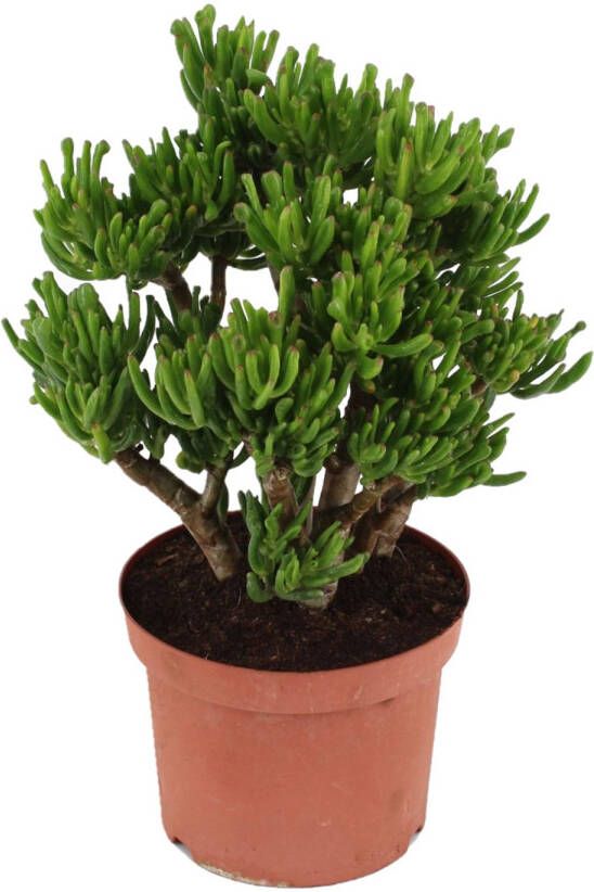 Plant in a Box Crassula Ovata Hobbit Vetplant Kamerplant Pot 23cm Hoogte 45-50cm