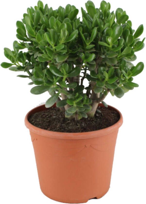 Plant in a Box Crassula Ovata Minor Vetplant Kamerplant Pot 30cm Hoogte 60-65cm