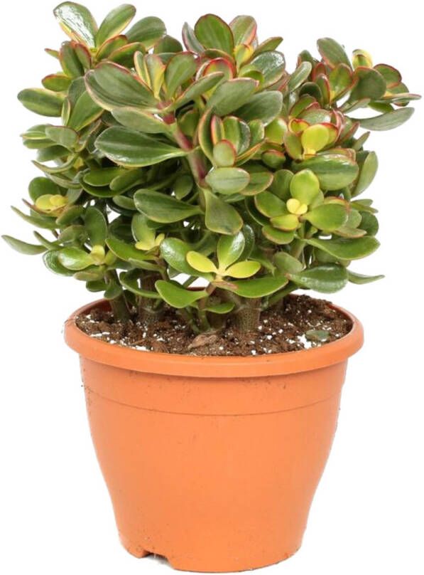 Plant in a Box Crassula Ovata Sunset Vetplant Kamerplant Pot 23cm Hoogte 45-50cm