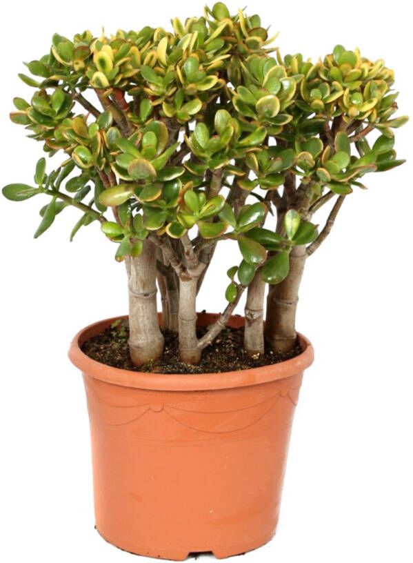 Plant in a Box Crassula Ovata Sunset Vetplant Kamerplant Pot 30cm Hoogte 55-60cm