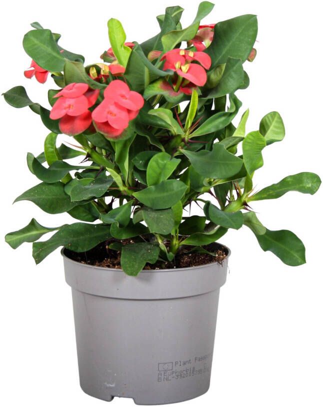 Plant In A Box Euphorbia Milii Christusdoorn kamerplant vetplant ⌀ 13 cm hoogte 25-35 cm