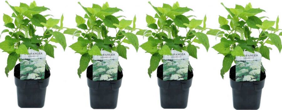 Plant In A Box Hydrangea arborescens Annabelle Set van 4 Populaire tuinplant Pot 17cm Hoogte 30-40cm