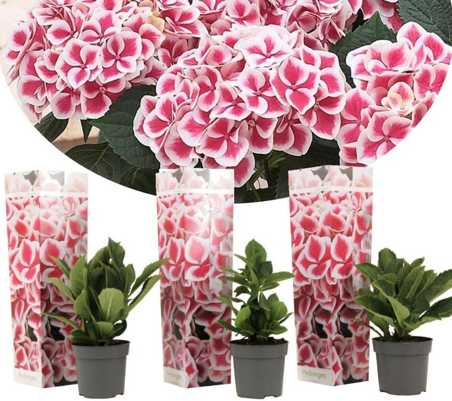 Plant In A Box Hydrangea bicolor 'Camilla' Roze Set van 3 Tweekleurige hortensia Pot 9cm Hoogte 25-40cm