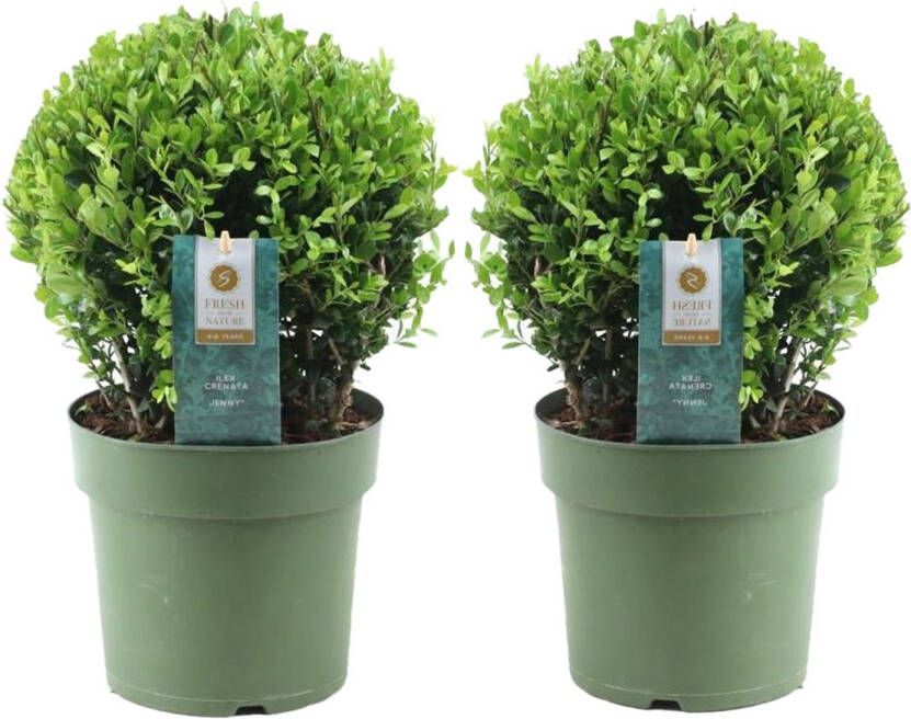 Plant In A Box Ilex crenata 'Japanse Hulst' bolvorm set van 2 Buxusvervanger Tuinplant ⌀17cm Hoogte 30-40cm