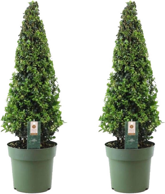 Plant In A Box Ilex crenata 'Piramide' Japanse hulst set van 2 Tuinplant Potplant ⌀21 cm Hoogte 55-65 cm