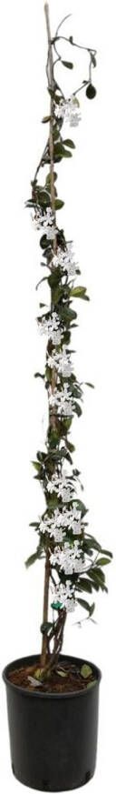 Plant In A Box Trachelospermum jasminoides Jasmijn XL Winterharde klimplant Pot 17cm Hoogte 110-120cm