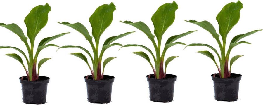 Plant in a Box Musella Lasiocarpa Fruitboom Set Van 4 Pot 9 Cm Hoogte 25-40 Cm