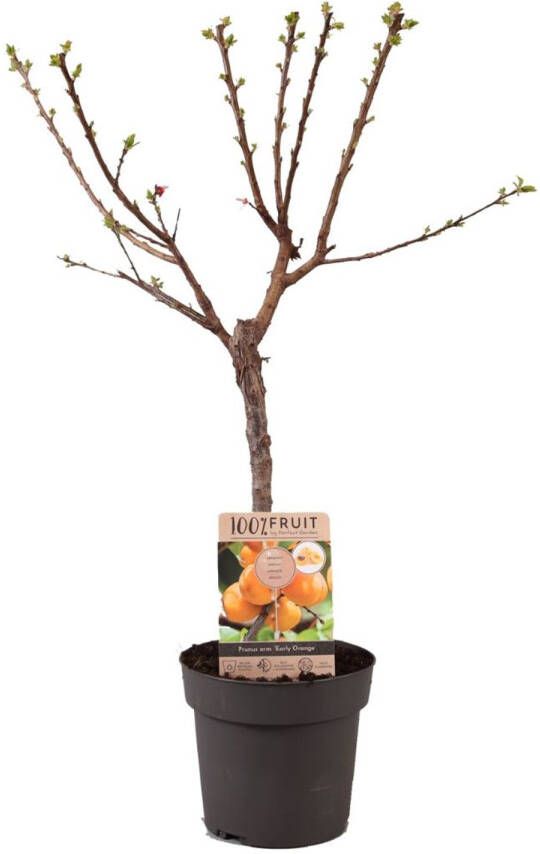 Plant In A Box Prunus Armeniaca 'Abrikozenboom' Fruitboom Pot 21cm Hoogte 90-100cm