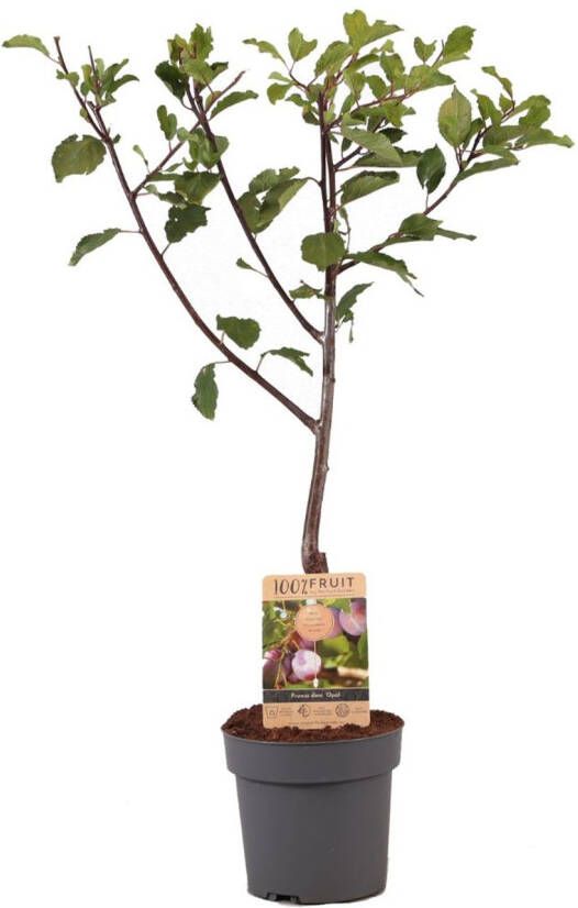 Plant in a Box Prunus Domestica 'opal' Pruimenboom Fruitboom Pot 21cm Hoogte 90-100cm