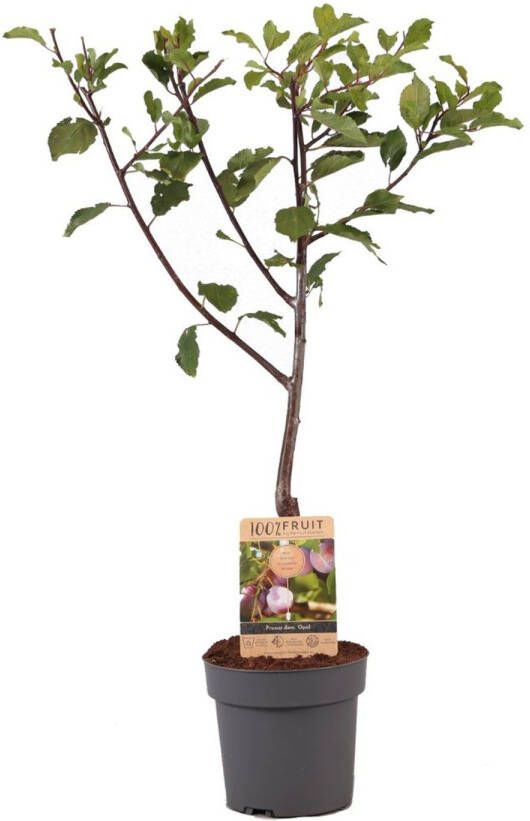 Plant in a Box Prunus Domestica 'opal' Pruimenboom Fruitboom Pot 21cm Hoogte 90-100cm