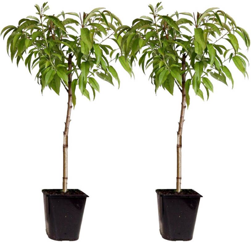 Plant In A Box Prunus Persica 'Saturnus' Set van 2 Perzikboom Fruitboom Winterharde boom Potplant Tuinplant Pot 15 cm Hoogte 60-70cm