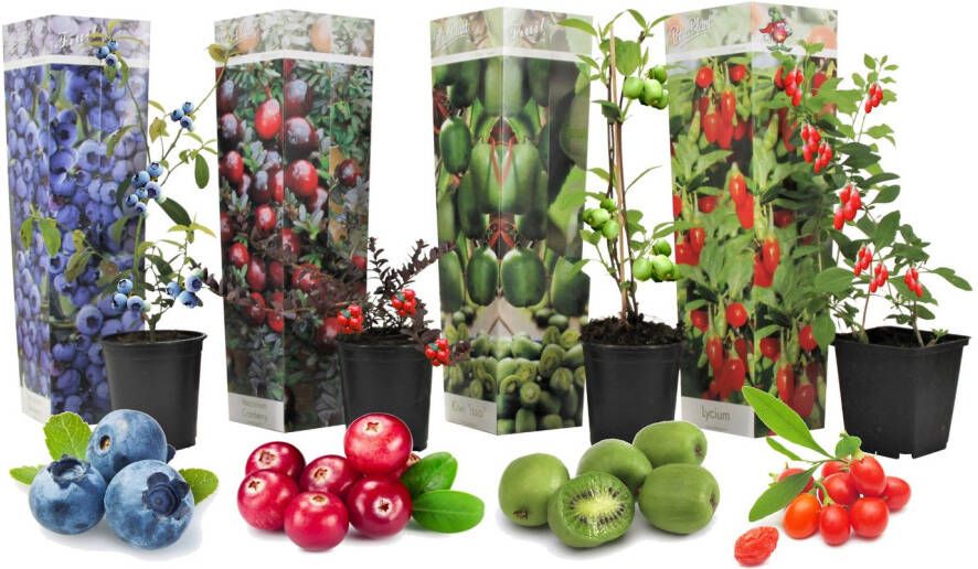 Plant In A Box Smoothie Mix van 4 Fruitplanten Goji Blueberry Cranberry en Kiwi Pot ⌀9cm Hoogte ↕ 20-40cm Winterharde fruitbomen