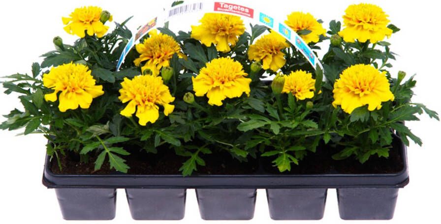 Praxis Afrikaantjes (tagetes) In Clayette ↕8cm- 10 Stuks