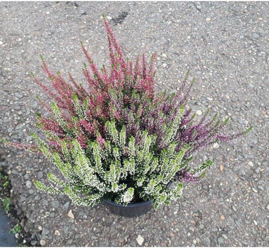 Praxis Struikheide (calluna Beauty Ladies) ⌀17cm ↕25cm