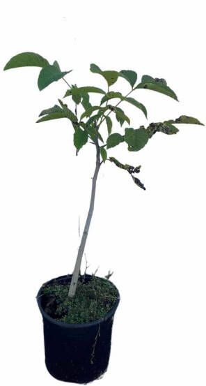 Qweeker Juglans Regia Walnoot Okkernoot 30-50 Cm (in Pot) Ø 17 Cm