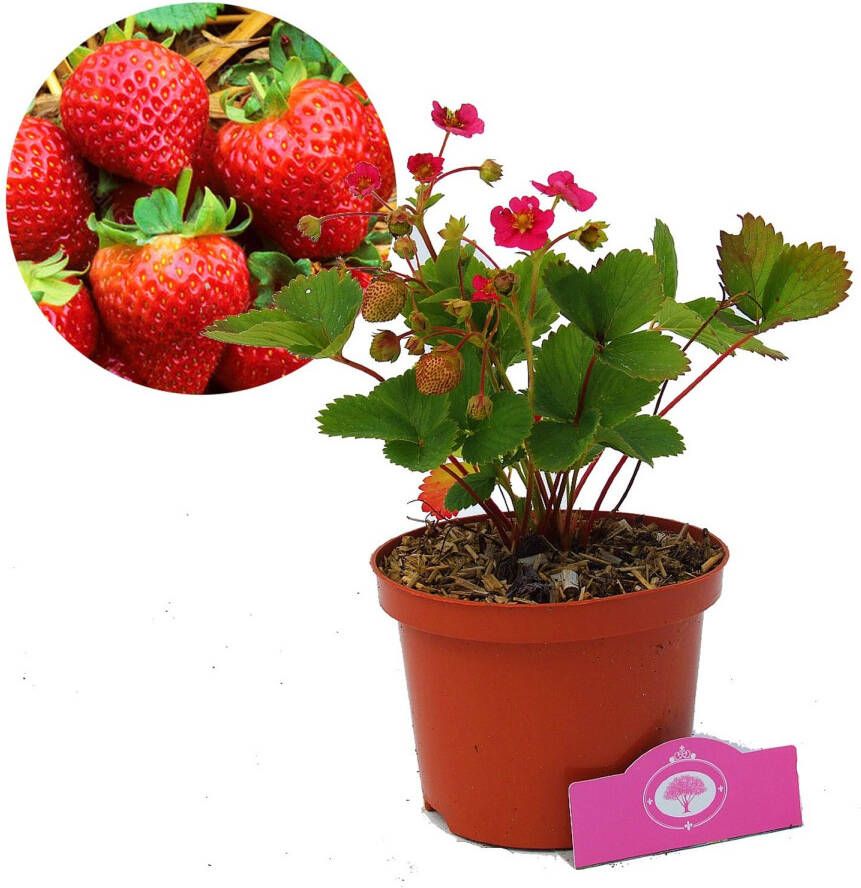 Schramas Aardbei Fragaria X Ananassa Florence + Pot 17cm