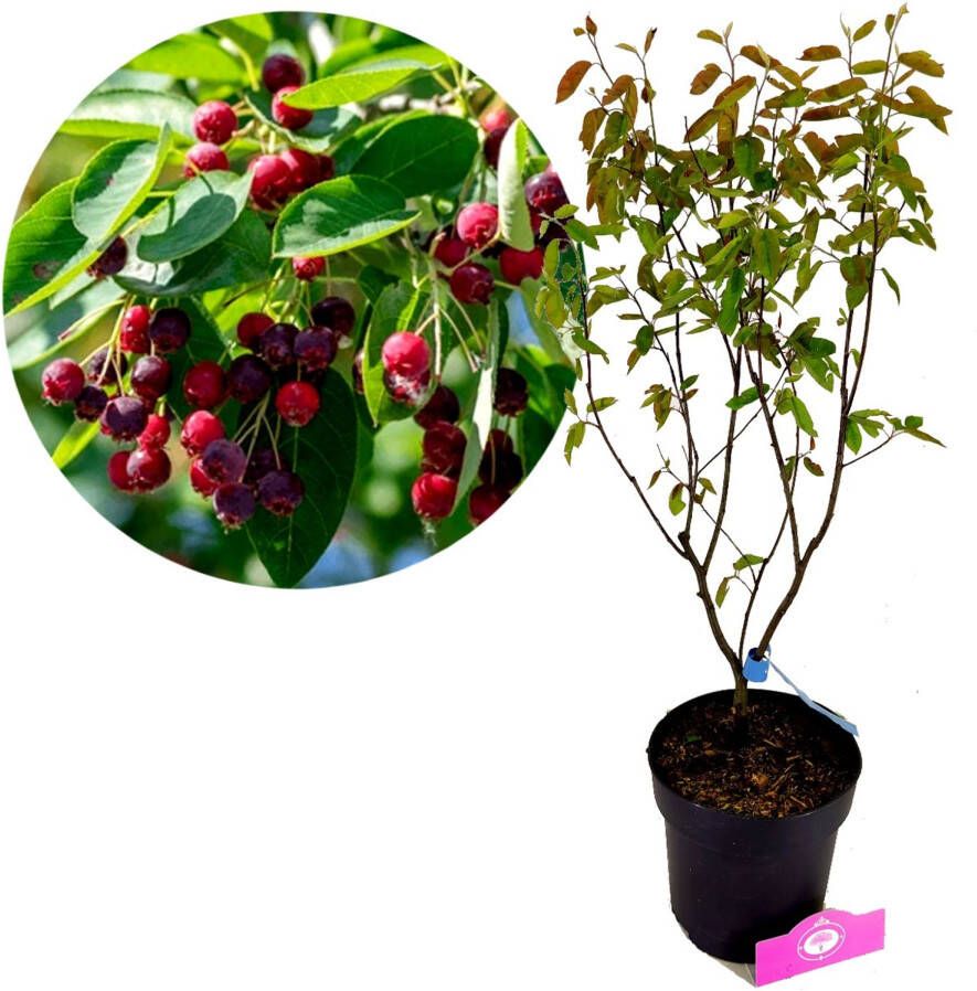 Schramas Amelanchier Lamarckii + Pot 19cm