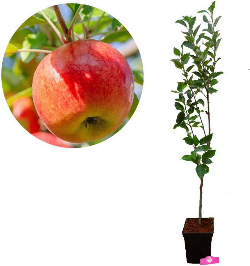 Boomkwekerij Schramas Malus domestica 'Sampion' appelboom 5 liter pot