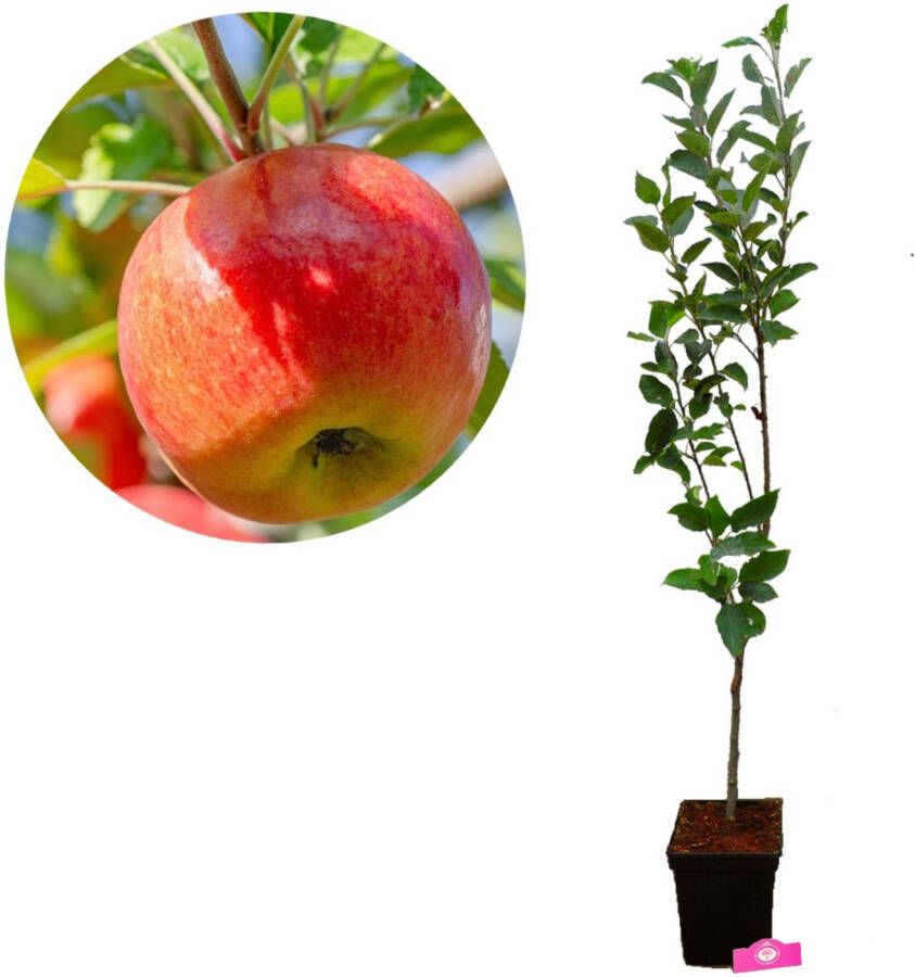 Boomkwekerij Schramas Malus domestica 'Sampion' appelboom 5 liter pot