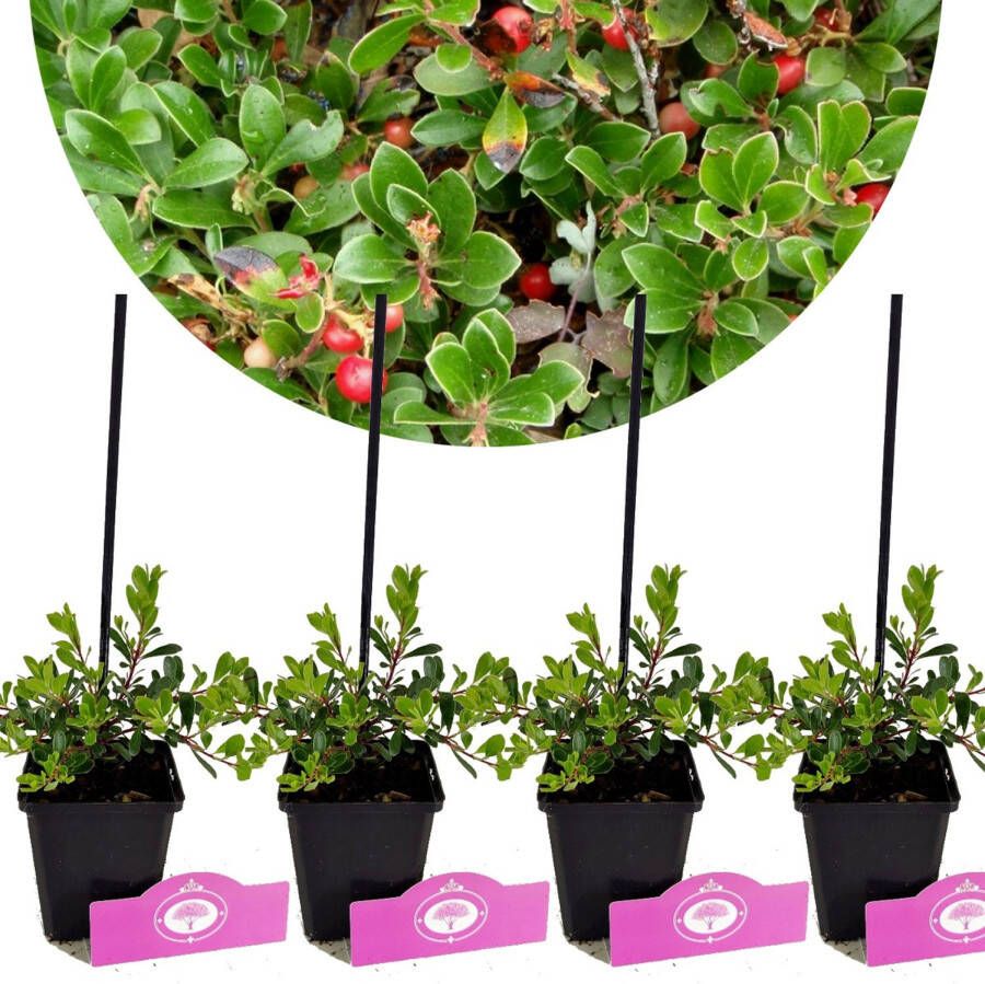 Schramas Arctostaphylos Uva-ursi + Pot 9cm 4 Pcs