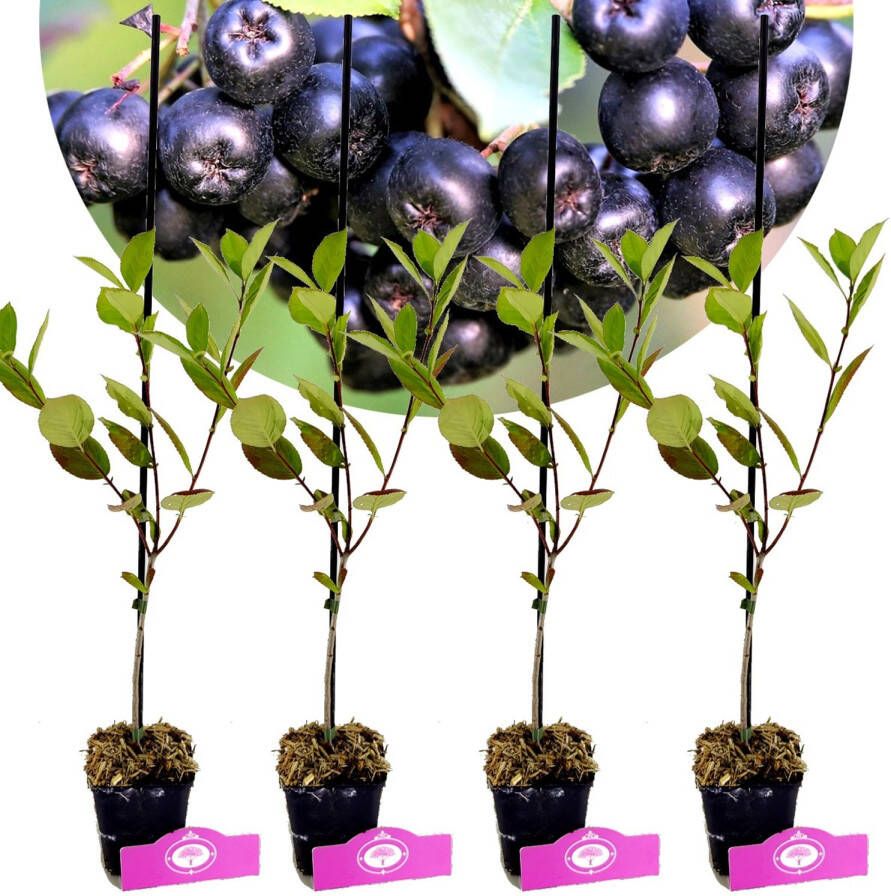 Schramas Aronia Prunifolia Nero+ Pot 9cm 4 Stuks