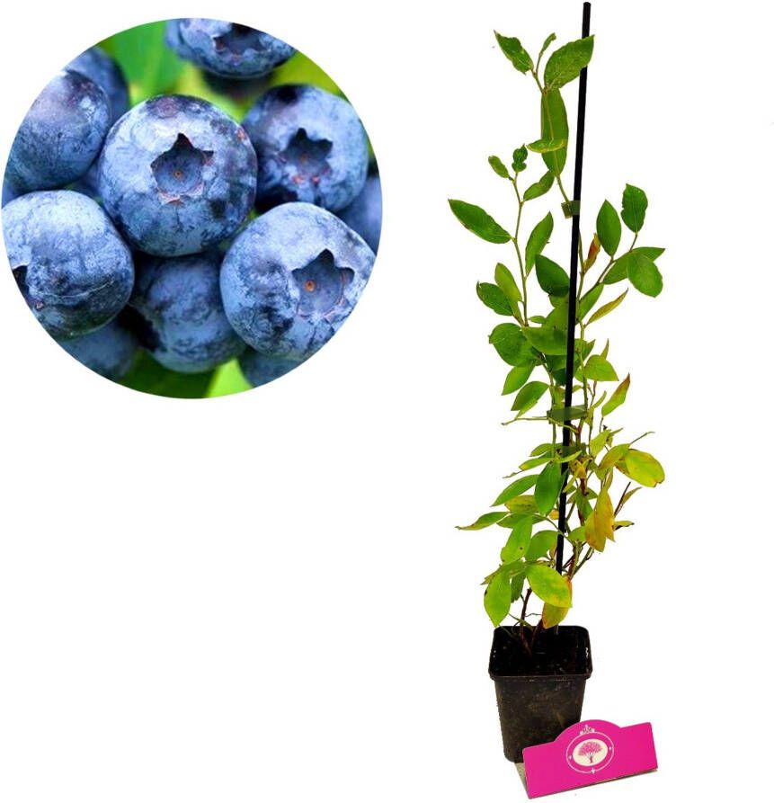 Schramas Blauwe Bes Vaccinium Corymbosum Blue Crop + Pot 9cm