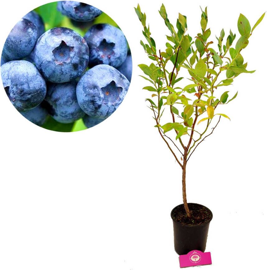 Schramas Blauwe Bes Vaccinium Corymbosum Duke + Pot 17cm