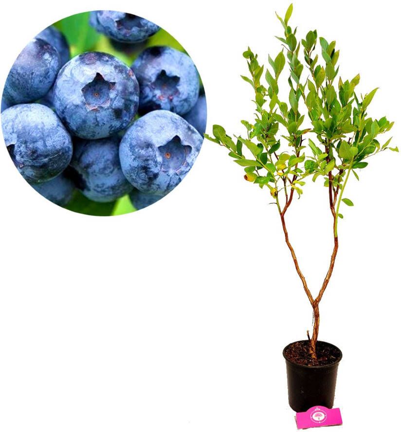 Schramas Blauwe Bes Vaccinium Corymbosum Jersey + Pot 17cm