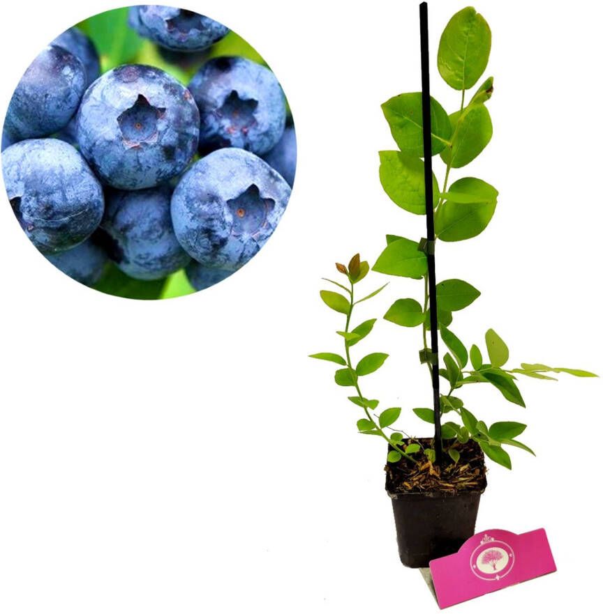 Schramas Blauwe Bes Vaccinium Corymbosum Jersey + Pot 9cm