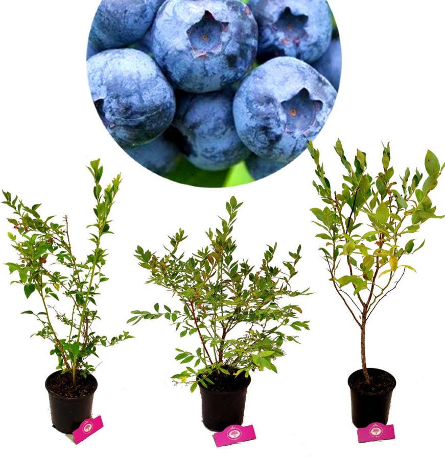 Schramas Blauwe Bessen Vaccinium Corymbosum + Pot 17cm 3 Stuks