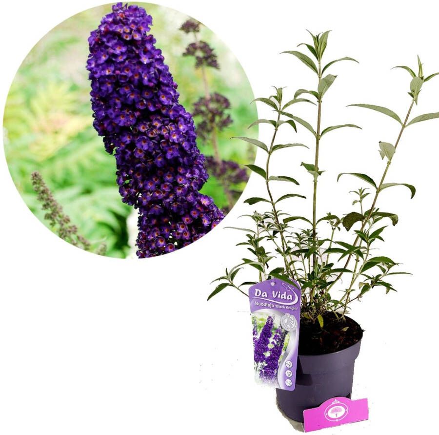 Boomkwekerij Schramas Buddleja davidii Dark Knight Vlinderstruik 3 liter pot