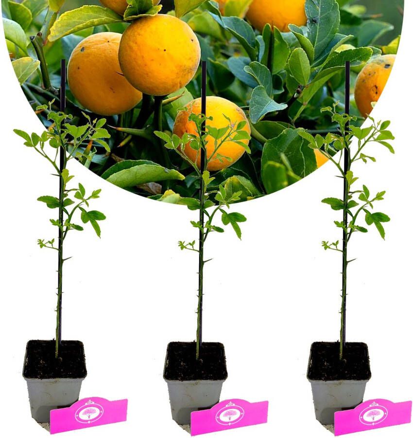 Schramas Citrus Trifoliata + Pot 9cm 3 Stuks