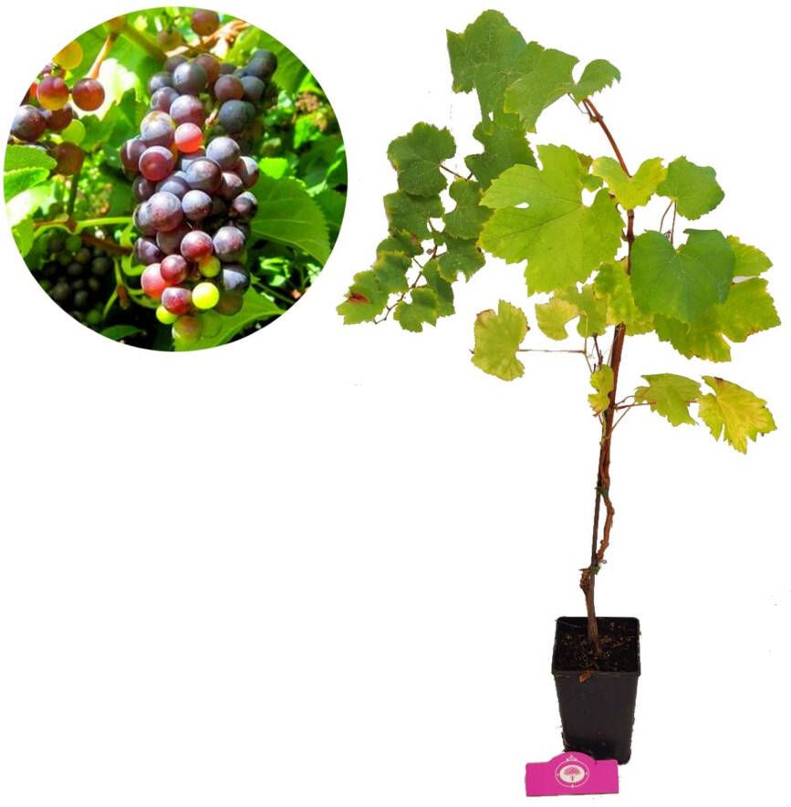 Schramas Druif Vitis Vinifera Rood + 13 Cm Pot