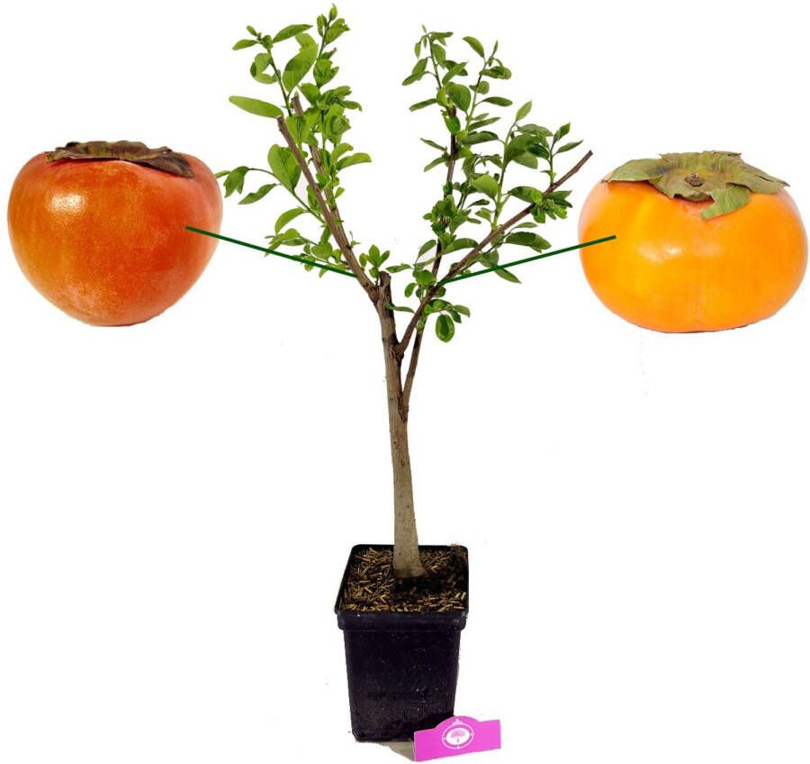 Schramas Kaki Lotus Diospyros Duo + Pot 23cm