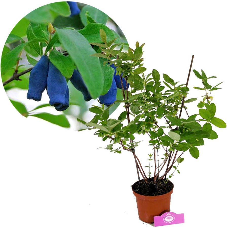 Schramas Lonicera Caerulea "purple Sweet" Honingbes + Pot 17cm