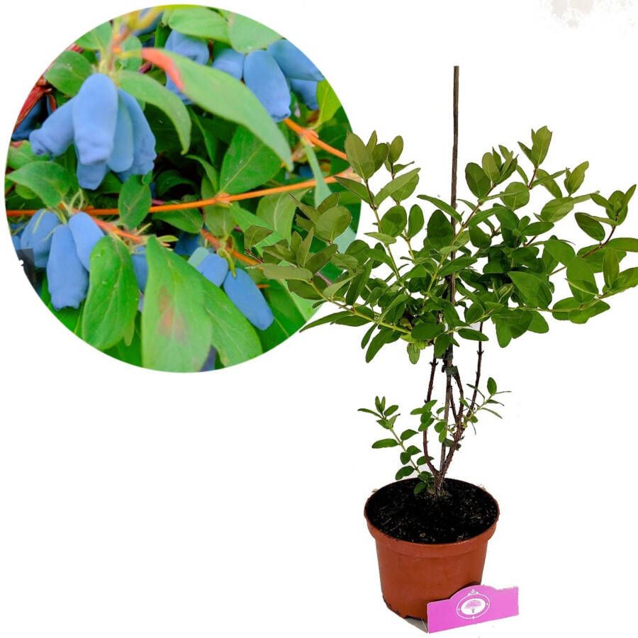 Schramas Lonicera Caerulea "rebecca" Honingbes + Pot 17cm