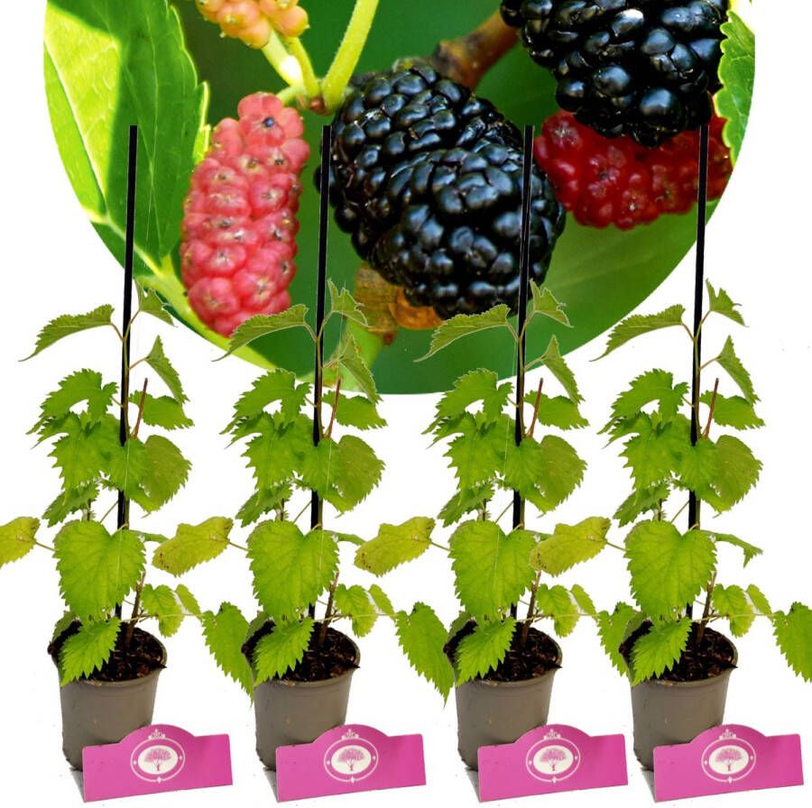 Schramas Morus Bombycis Shin Tso + Pot 9cm 4 Stuks