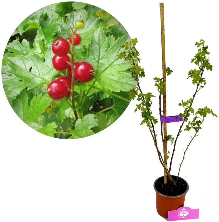 Schramas Ribes Glandulosum + Pot 14cm