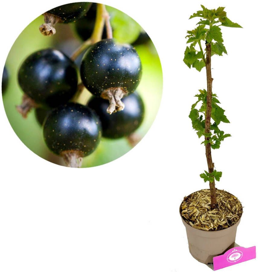 Schramas Ribes Nigrum 'big Ben' + Pot 17cm