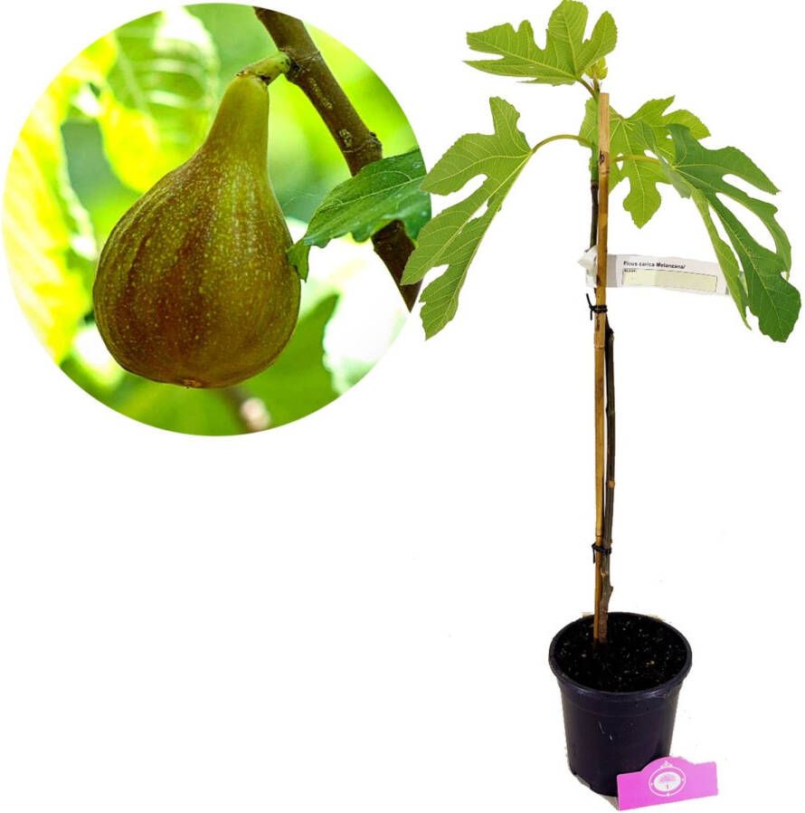 Schramas Vijgenboom Ficus Carica Melanzana + Pot 17cm