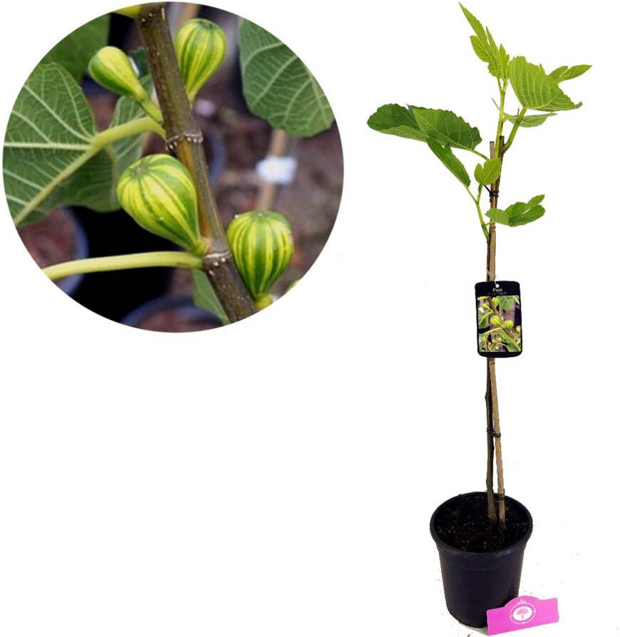 Schramas Vijgenboom Ficus Carica Panachée + Pot 17cm