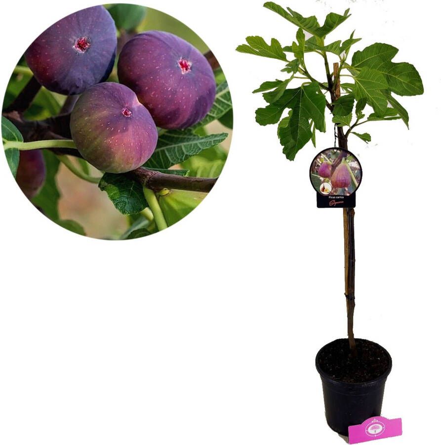 Schramas Vijgenboom Ficus Carica Signora + Pot 17cm