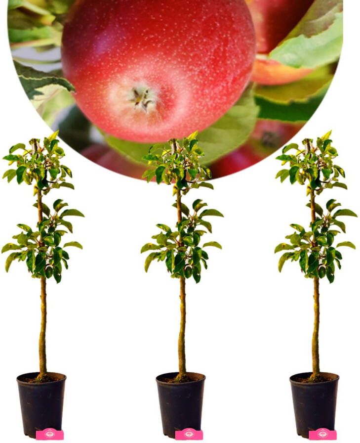 Boomkwekerij Schramas Set van 3 Zuilappels 3x Malus domestica 'Boet' Zuilappelboom Hoogte +70cm 1.5L pot