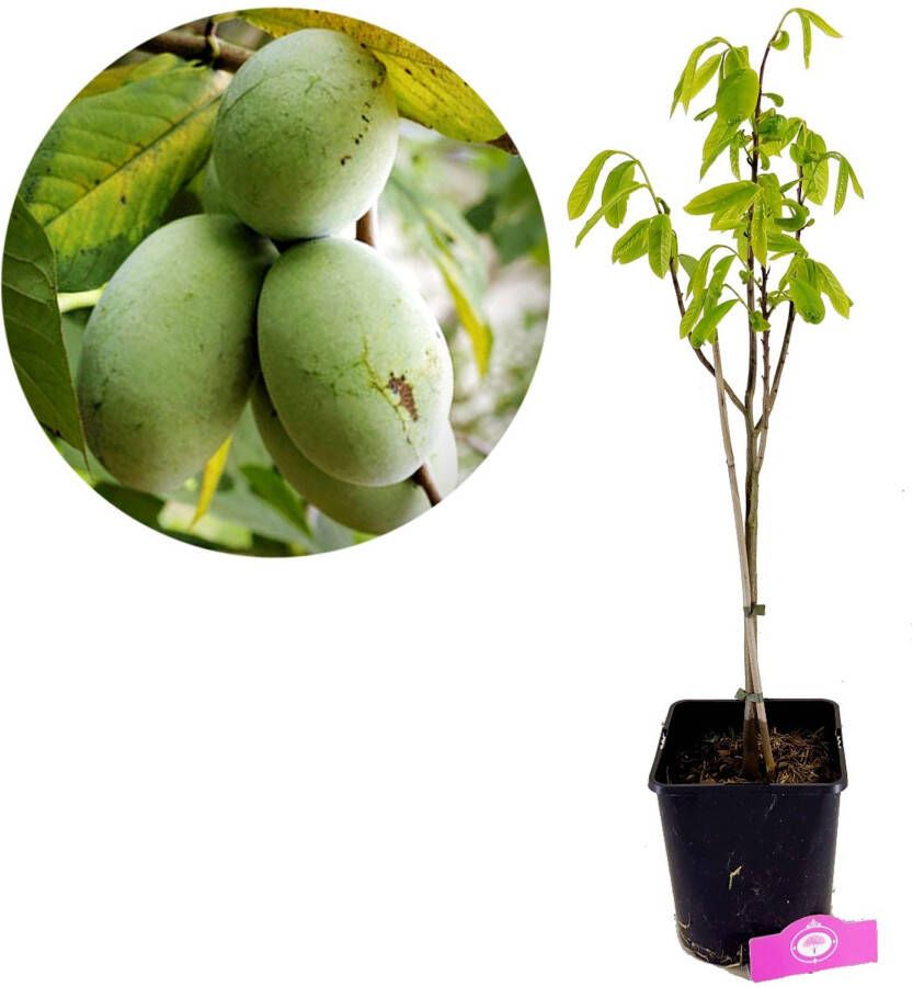 Schramas.com Schramas Asimina Triloba Pawpaw + Pot 23cm